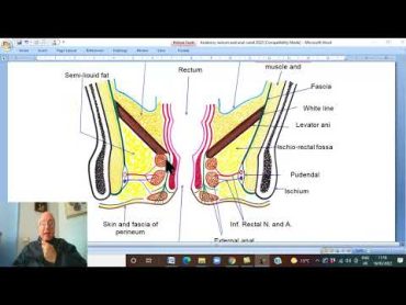 Anatomy GIT Module in Arabic  48 ( Anal canal , part 2 ) ,  by Dr, Wahdan