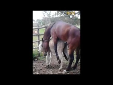 Horse matinghorses mating new 2023beautiful horse mating