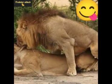 Mating when lions jerk lioness sex تزاوج عند الأسود شاهد فرحة اللبوءة