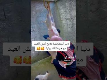 دنيا سطايفية دنيا سطايفية دنيا سطايفية تدبح كبش العيد مع أخوها وأبوها 🤩🐏