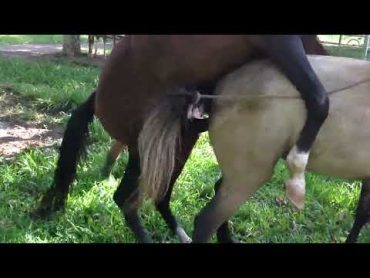 تزاوج الخيول في المزرعه 🐎