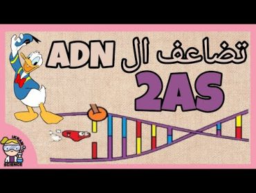 تضاعف ال ADN /مراجعة للفرض و الإمتحان/ رسومات و مخططات🤩🤓😎