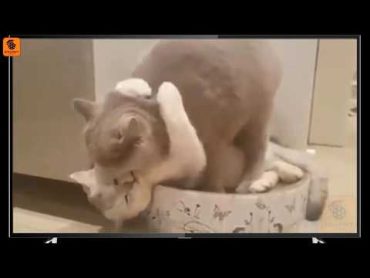 احلى حضن للقطط  Hug between cats