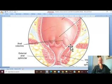 Anatomy GIT Module in Arabic  47 ( Anal canal, part 1 ) ,  by Dr, Wahdan