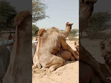 Camel love,camel meeting , animals Sex