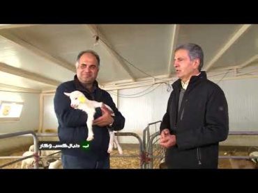 Saanen and Alpine Goat husbandry in Avingen Farm (part 2)پرورش بز سانن و آلپاین در مزرعه آوین ژن