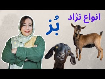 انواع نژاد بز  معرفی انواع نژاد بز های سراسر دنیا