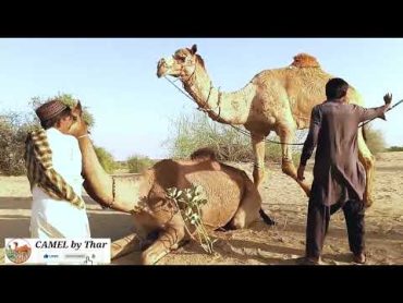 Yellow & Black Color Beautiful Camel  Camel by Thar