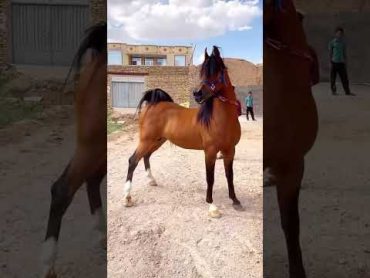 شاهد الخيل العربي الاصيلshorts