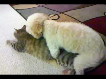 Dog Humps Cat and Cat Loves It