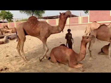 1الجمال جمال الشيخ ذاسلاپ/0اونڻھني /0Camel mating In Deasert •€¥°