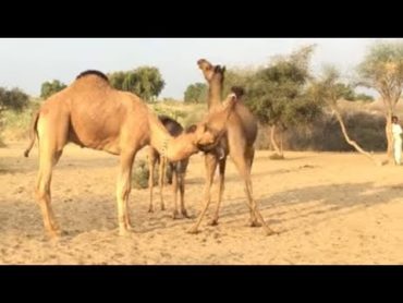 Camel love time  Camels video  animals video  camel farming  camel farm   camel mandi  camels