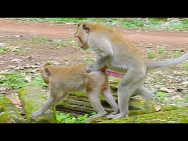 Adult Monkeys Mating so Good Between Two Stone ! Funny Monkeys