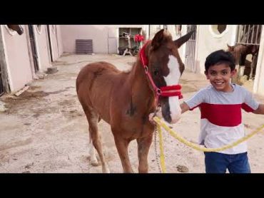 مفرحات للخيل🥕 إختلاف طبع الخيل فالميدان..وتجربه حليب الخيل🥛