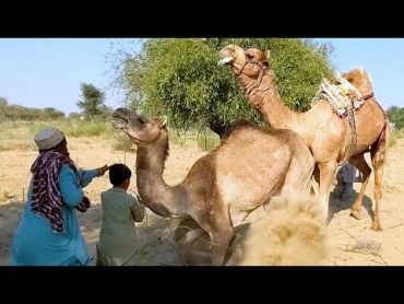 camel mating process  male female mating season  camel enjoying winter season  camels lovers