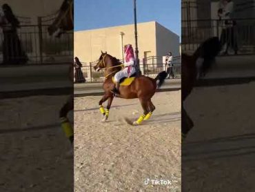 خيل عربي أصيل