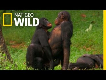 Bonobo Love  Nat Geo WILD