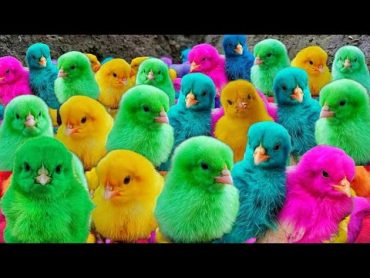 World Cute Chickens, Colorful Chickens, Rainbows Chickens, Cute Ducks, Cat, Rabbits,Cute Animals