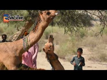 Camel mating:My mad camel mating a minor (f) camel at our villageتزاوج الجملتزاوج الحيوانات