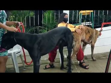 Dog mating moment تزاوج الكلاب