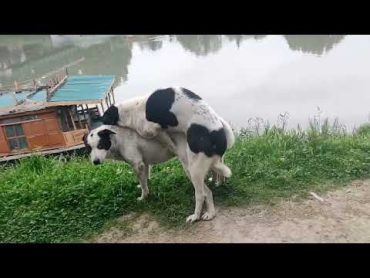 2 Male dogs  🐶🐕have fun with 1  female dog