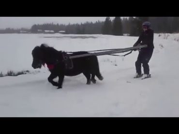 Hiihtoajoa ja pulkkailua poneilla