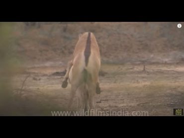 Indian wild Asses mating!