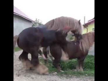 AMAZING BIG HORSE MATTING