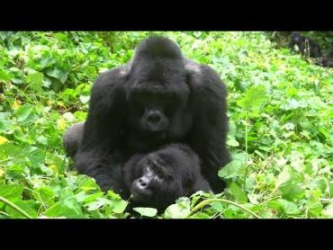 RARE FOOTAGE  Silverback Mountain Gorilla Mating in Bwindi Impenetrable Forest