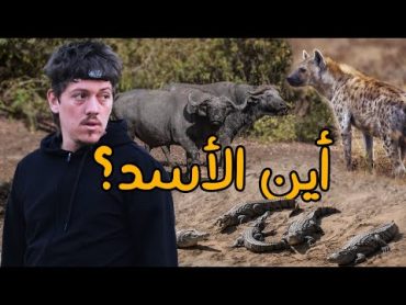 لن تصدق أن كل هذا في تشاد   Zakouma 🦁😮 Chad