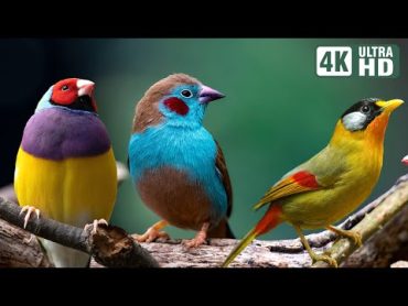 Magnificent Birds  Stunning Nature  Stress Relief  Relaxing Birds Sound  Soothing Birds Chirping