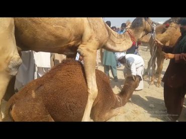 MALE FEMALE CAMEL MEETING  CAMEL DANCE  CAMEL BY CAMEL