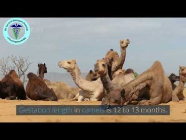 Mind Blown! Male and Female Camels Meet  What Happens Next?