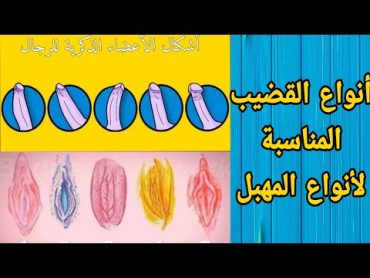 ما هي أنواع القضيب المناسبة لأنواع المهبل ؟