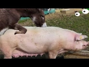 الحمار والخنزيرّ حيوانات ولكن؟اكتشف الحقيقة المذهلة! قناة وارد donkey and pig