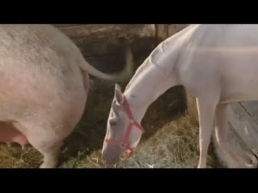 Horse and Pig But: How are horses and pigs interbred? Animals