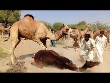 Beautifull camel at meeting