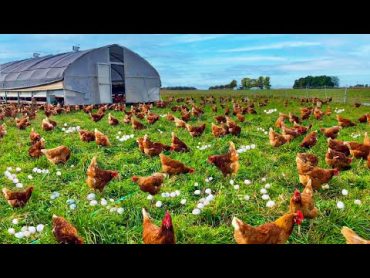 How To Raising Millions of Free Range Chicken For Eggs and Meat  Chicken Farming  Meat Factory