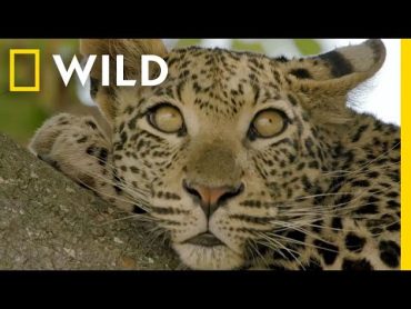 🔴 LIVE: Enter the Savage Kingdom: Ultimate Predators  Watch Now on Nat Geo WILD