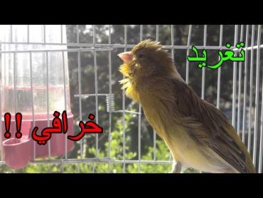 اقوى تغريد كناري للتسميع و تهييج الانات للتزاوج حصريا canary singing training