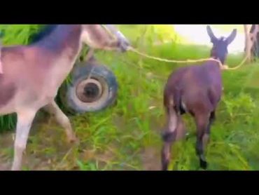 Donkey Breeding Process  How do donkeys breed?