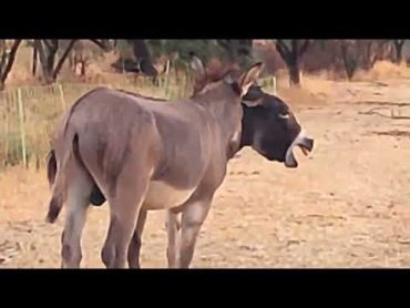 Donkey mating with donkey