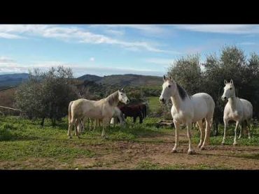 شاهد كيف تعيش الخيول العربية او بربرية الأصيلة 👨‍🍳 في إسبانيا🇪🇸caballos 🐎