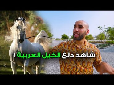 الخيل العربية الأصيلة كما لم تراها من قبل