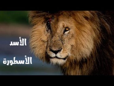 سكارفيس أعظم أسد في التاريخ  Scarface the lion king