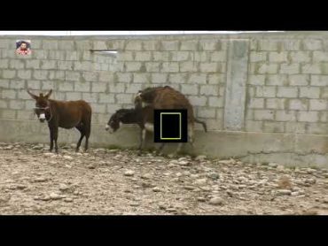 Donkey Mating Donkey  Donkeys Breeding  Animals Mating Compilation