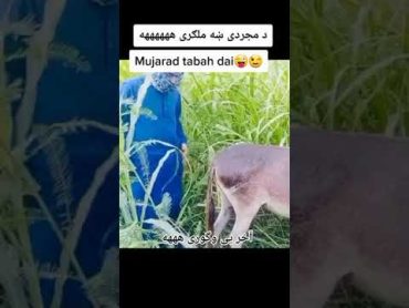 سکس همراهی خر 😂😂😂 sex with donkey 😅animal