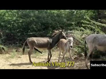 Female and male Donkeys and Donkey enjoy karte hue