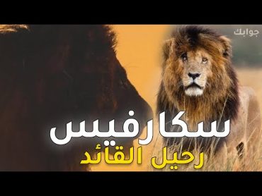 لماذا حزن العالم علي رحيل قائد الغابة وملك الاسود سكارفيس ؟