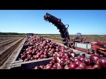 World Modern Agriculture Technology  Broccoli, Cabbage, carrot, onion Harvesting machine 2021